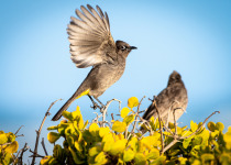 Cape Bulbul