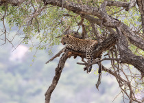 Leopard on a tree in the Kruger National Park in South Africa.