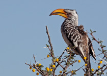 Southern Yellow-billed Hornbill