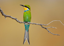 Swallow-tailed bee-eater