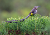 Cape Sugarbird