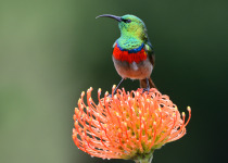 Double-collard Sunbird