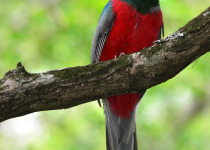 Narina Trogon