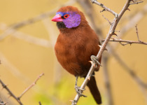 Violet-eared Waxbill