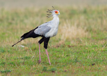 Secretarybird or Secretary Bird - Sagittarius serpentarius