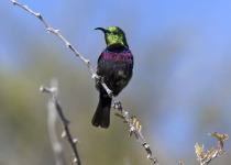 Marico Sunbird