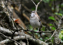 Brown Scrub Robin