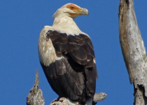 Palm-nut Vulture