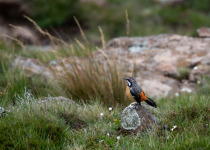 Drakensberg rockjumper