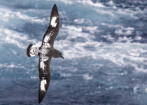 Cape Petrel