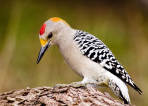 Golden-fronted Woodpecker
