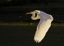 Great Egret flying