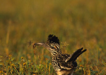 Greater Roadrunner