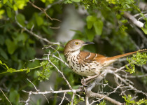 Long-billed Thrasher