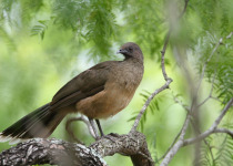 Plain Chachalaca
