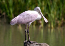Roseate Spoonbill