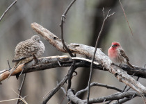 Inca Dove and House Finch