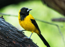 Audubon's Oriole