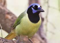 Green Jay
