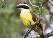 Great Kiskadee