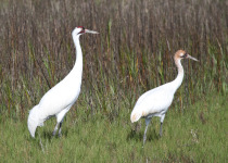 Whooping Cranes
