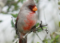 Pyrrhuloxia