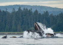 Humpbacks bubblenet feeding