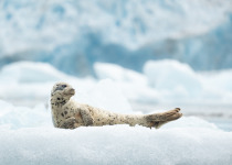 Seal at glacier