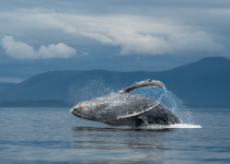 Humpback breaching