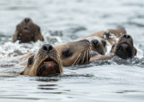 Sea lions