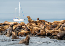 Sea lions