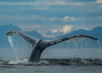 Humpback tail