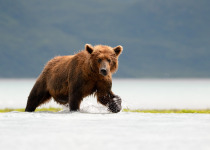 Grizzly Bear on coast