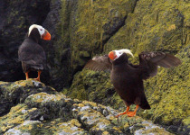 Tufted Puffins