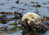 Sea Otter
