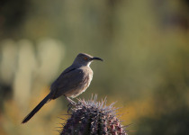 Crissal thrasher on cactus