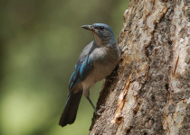 Mexican Jay