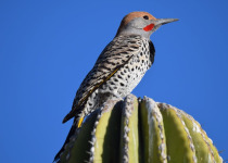 Gilded Flicker