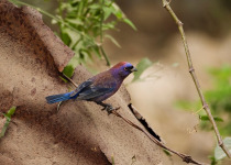 Varied Bunting