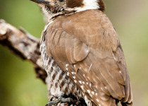Arizona Woodpecker