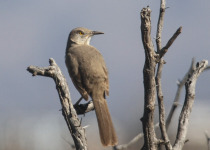 Bendire's Thrasher