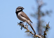 Black-throated Sparrow