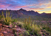 Organ Pipe Cactus in Arizona