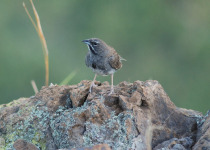Five-striped Sparrow