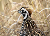 Montezuma Quail
