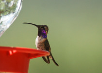 Lucifer Hummingbird at feeder