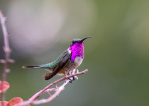 Lucifer Hummingbird