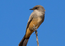 Say's Phoebe