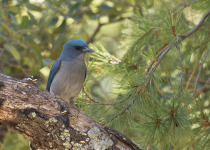 Mexican Jay