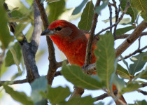 Hepatic Tanager
